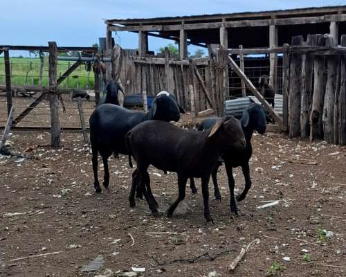 Carneros PPC Raza Santa Ines, Disponibles