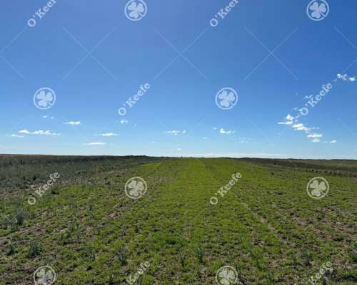 Campo en Venta 28000 Has, Gral Alvear, Mendoza