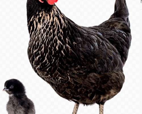 Ponedoras Negras Black Star