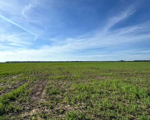 58 Has Agrícolas en San Pedro