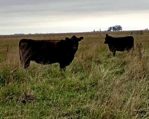 Alquilo Campo Ganadero en Ruch