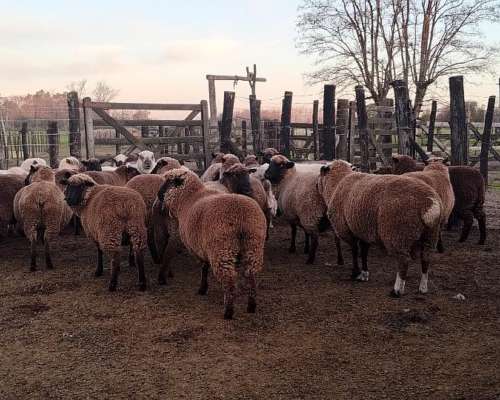 Buscamos Trabajo Matrimonio sin Hijos