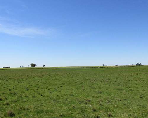 Excelente Campo Ganadero en Coronel Bogado