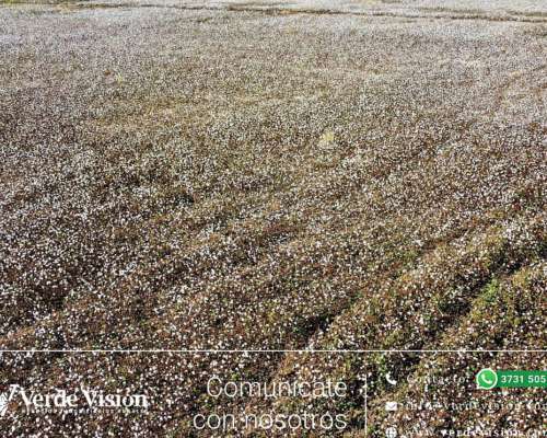 350 Has en Venta - Pcia del Chaco, Machagai