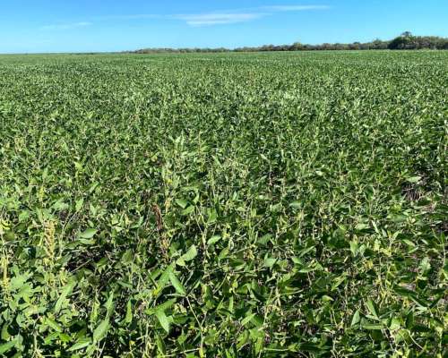 Villa Elisa Entre Rios Campo Agricola y Ganadero