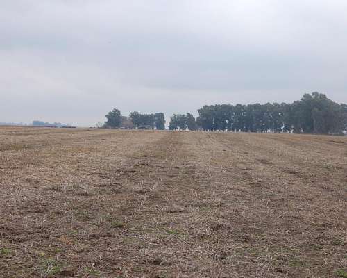 Campo en Venta 800 HA. Mixto. Carlos Casares. Oportunidad.