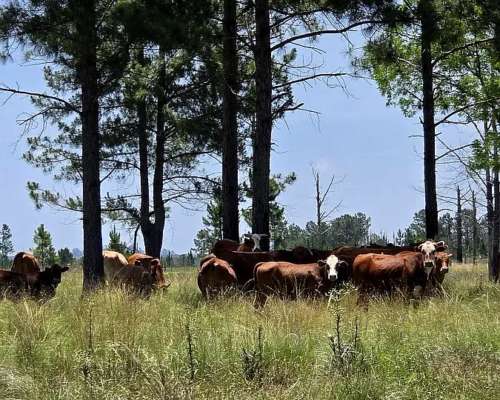 Se Vende Campo de 860 Ha Santo Tomé Corrientes.