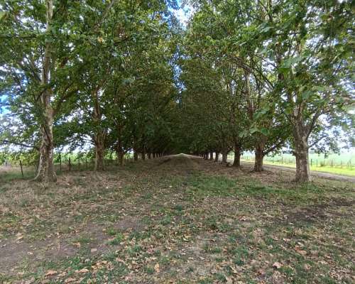 San Andrés de Giles 50 Has. con Casco