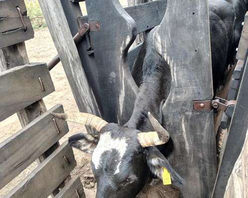 Campo Ganadero 1.778 HA. Cruz del Eje, Córdoba