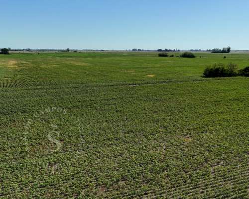 Venta Campo Agrícola. Calchaquí, Santa FE. 69 Hectáreas