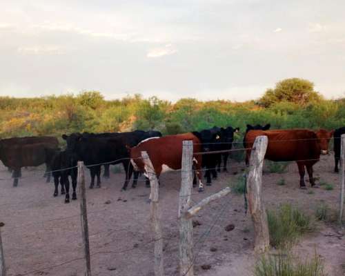 Se Venden 2 Campos de 2500 Has C/U Pegados.la Pampa