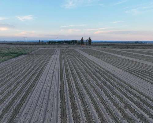 El Carrizal, Lujan de Cuyo, Mendoza - 359 Ha