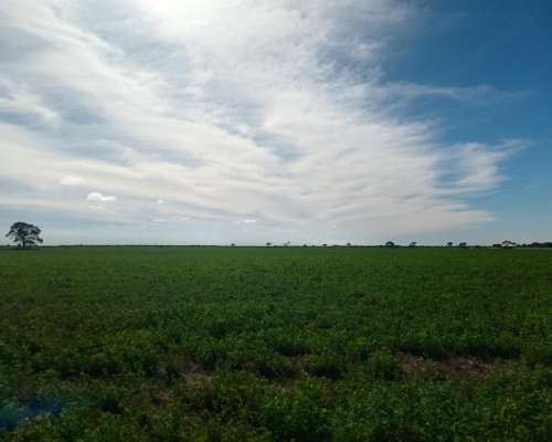 520 Ha Agrícolas en Venta Norte de Córdoba