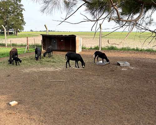 Borregas y Carneros Santa Inés