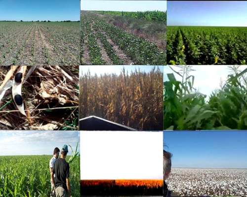 Dueño Vende Campo Agricola 1062 Has en Bandera