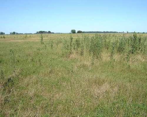 Mercedes, Buenos Aires - 60 Ha