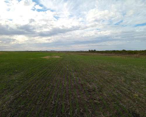 220 Ha en Lucas Gonzalez. Mixto. Buena Parte Agrícola