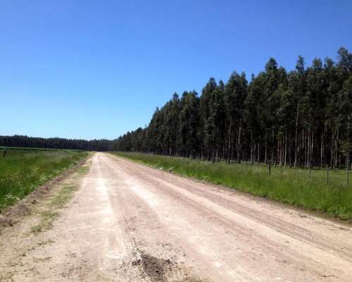 110 Ha Forestales Necochea