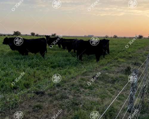 Campo Ganadero en Venta de 344 Has en Dolores