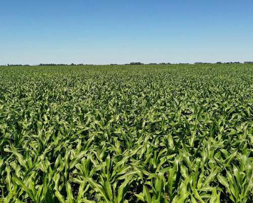 Campo Agrícola 120 HA, Bolivar (bs. As.)