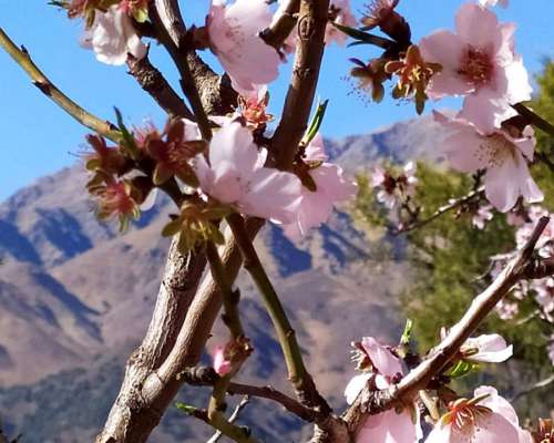 Campo con Almendros y Nogales