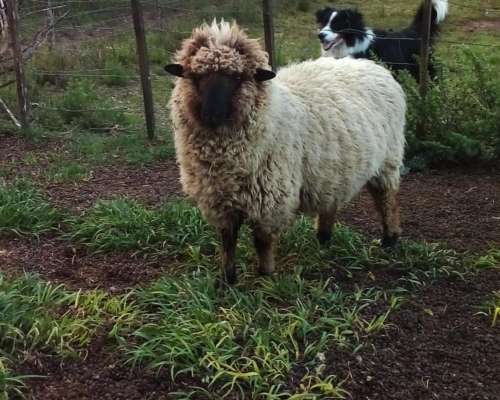 Carnero, Corderos Cara Negra