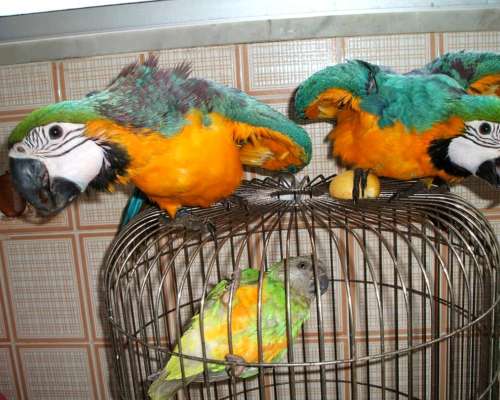 Disponibles Loros Guacamayos Azules y Dorados Cariñosos.