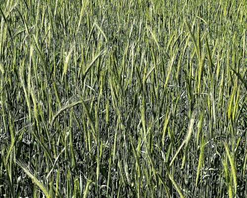 Campo Agricola en Venta