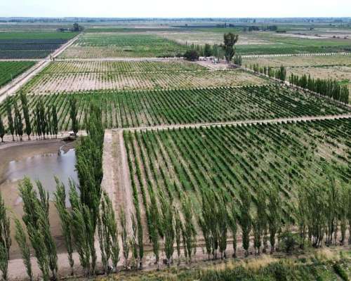 Finca 45ha Chapanay, Dos Pozos, Cultivos y Parte para Chacra
