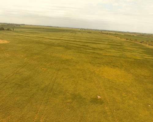 Campo en Venta en Rio Segundo, Córdoba