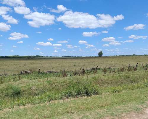42 Has de Campo Mixto para Cultivar el 95 %- Oportunidad