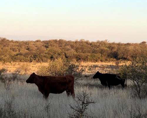 Alquiler Campo Mixto de 417 Ha a 70 km de Merlo.