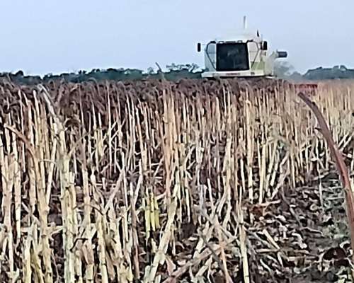 Claas 370 Piersanti de 30 Pies