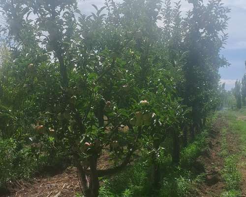 Finca en San Rafael, Mendoza