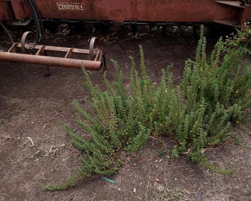 Schiarre KW 900 25 Surcos.