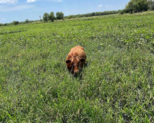 Agarramos Hacienda a Pastaje, Novillos, Vacas