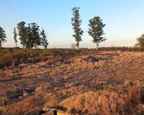 Campo de 30 Hectareas