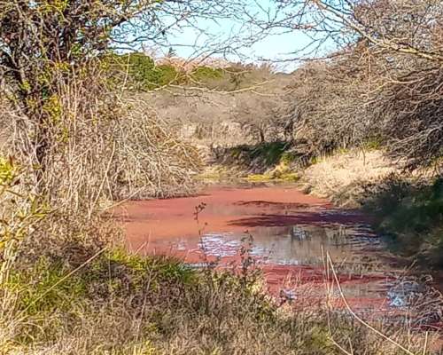 16 Ha Ganaderas. Departamento Nogoyá. Buen Campo