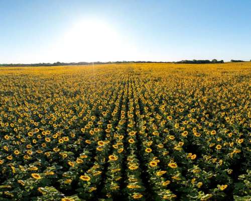771 Has. Agrícolas en Venta en Santa Sylvina, Chaco.