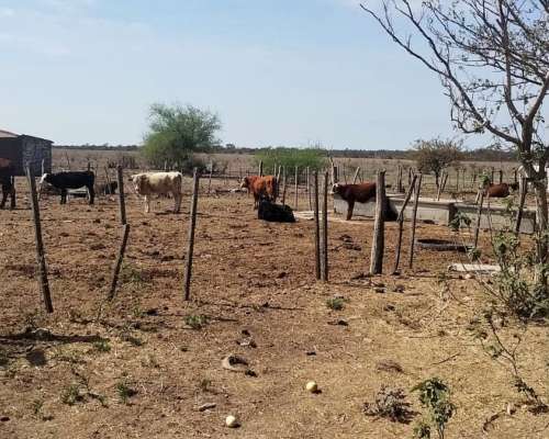 Ezn Venta Campo Ganadero 700