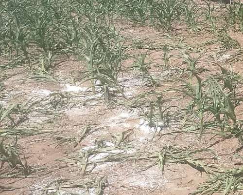 Alquilo Campo 30 Has Agrícolas
