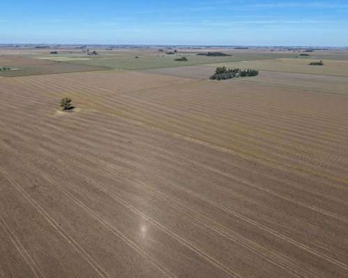 30 HA. Suelo Clase 1 - IP 90%. Departamento Constitucion.