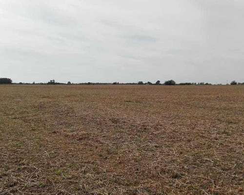 185 Has Agricolas Gral Pinto