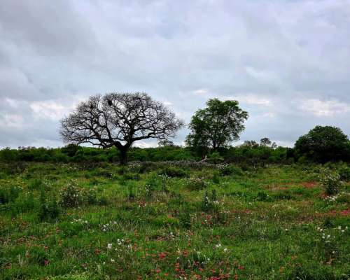 Ch0005 Campo en Presidencia de la Plaza, Chaco.