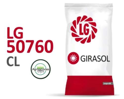 Semilla de Girasol 50760 CL - Limagrain