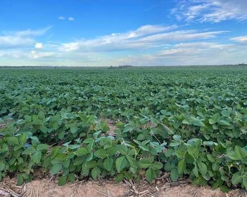 Arrendamientos en Santiago: Desde 400 a 3200 Has. Agrícolas.