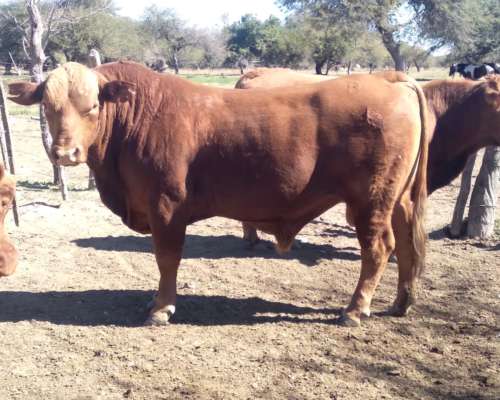 Toros Brangus Colorados-san Javier-santa FE