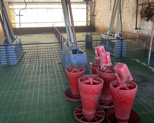 Equipamiento de Cerdos para Recria o Destete