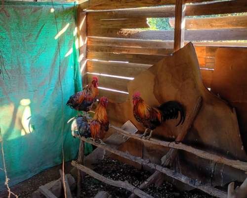 Gallos Criollos de 1 año y 2 Meses. Tengo 4.