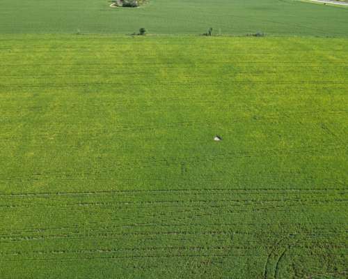 Venta 90 Has Berrotaran